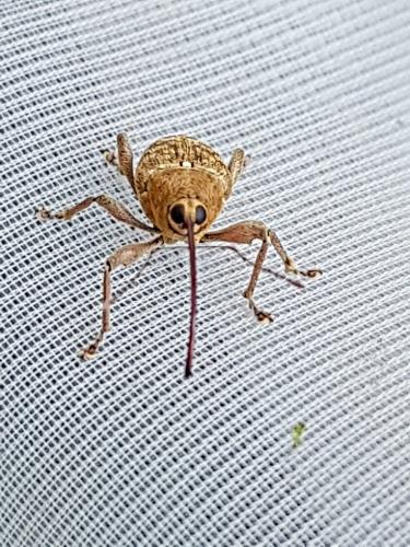 Curculio sp.